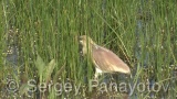 Video of Squacco Heron - Squacco Heron hunting fish near to the Shabla lake